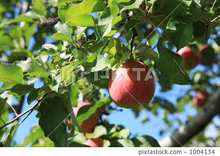 Leaves no apples 1004134