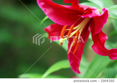 Red Lilies Red Lilies 1004160
