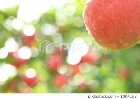 Apple and Drop Apple and Drop 1004162