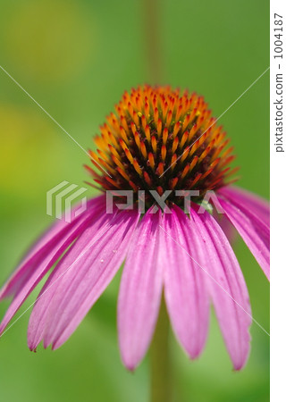 echinacea purpurea, purple baren chrysanthemum, single flower 1004187