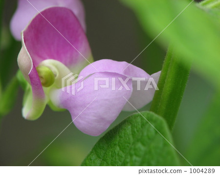 青豆花（青豆，青豆） 1004289