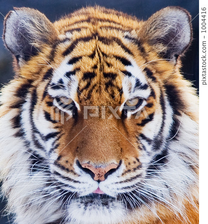 一隻老虎 1004416