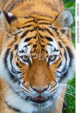 一隻老虎 1004418