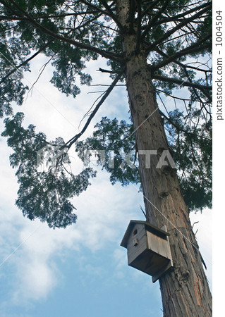柳杉樹和巢箱 1004504