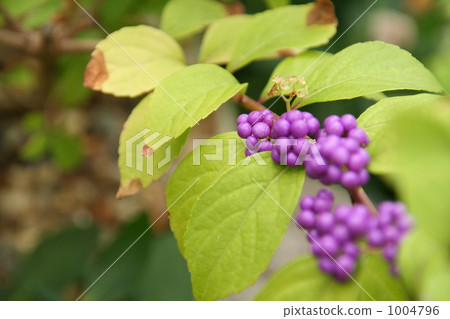 葡萄藤 水果 葉 1004796