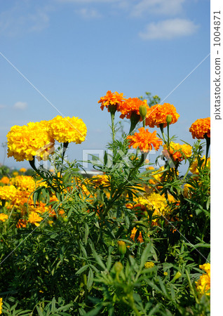 Marigold Marigold 1004871