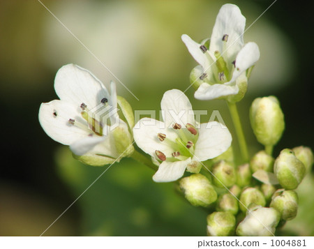 Watercress Flower 1004881