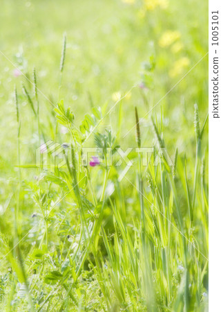 vetch, soft, rural districts 1005101