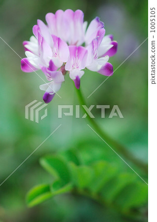開花 花 春天的花 1005105