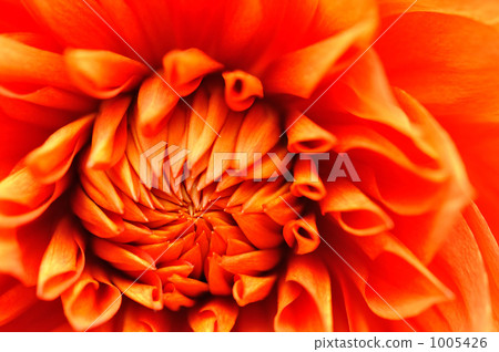 橘色大麗花 橘色大麗花 1005426