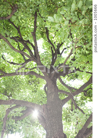 樹木 樹 木頭 1005666