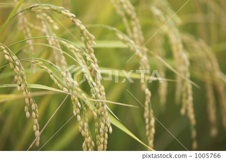 Rice field 1005766