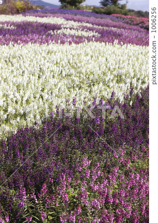 Flower garden Flower garden 1006256