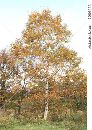在富士山腳下的Da kakuba 1006653