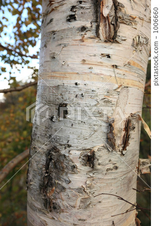 Stem of Daquake at the foot of Mount Fuji 1006660