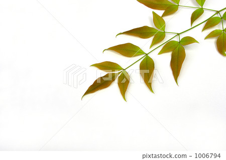 Southern sky leaves 1006794