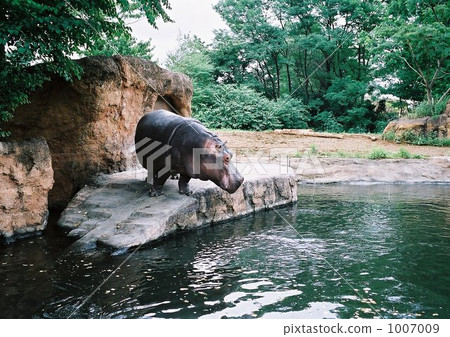 hippo, yagiyama zoo, miyagi prefecture 1007009