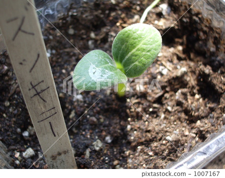 Zucchini germination Zucchini germination 1007167