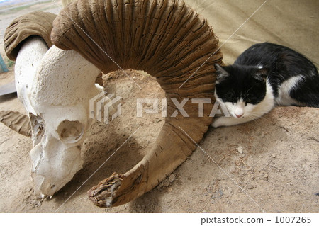 西藏蜜月貓 西藏蜜月貓 1007265