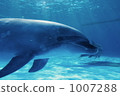 Kamogawa Seaworld's Dolphin 1007288
