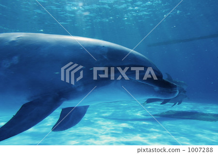 鴨川海洋世界的海豚 鴨川海洋世界的海豚 1007288