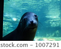 Kamogawa Sea World's Sea Lion 1007291