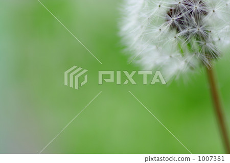 Dandelion Dandelion 1007381