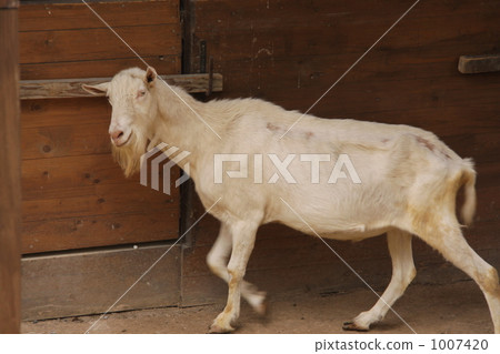 White Goat - Walk 1007420