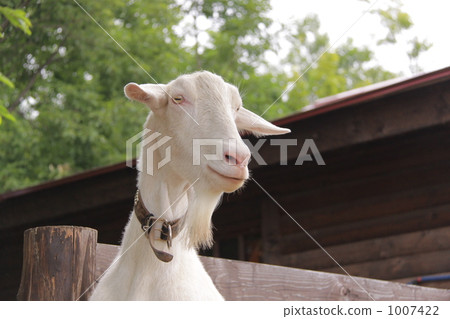 White goat - view 1 1007422