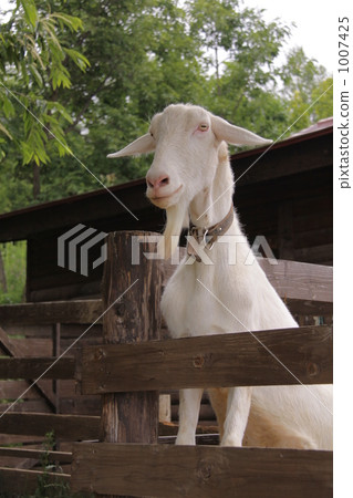White goat - view 2 1007425