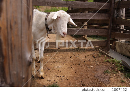 White Goat - Face 2 1007432