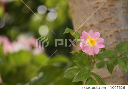 粉紅色的Neubara 1007626