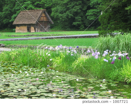 having a steep thatched rafter roof, house with a steep rafter roof, shirakawa-go 1007721