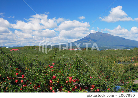 Aomori's apple field Aomori's apple field 1007990