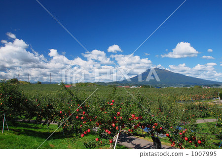 Aomori's apple field Aomori's apple field 1007995