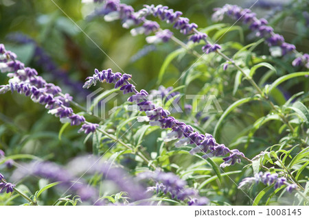 Amethyst Sage 1008145