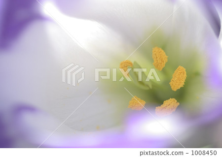 綠松石花 綠松石花 1008450