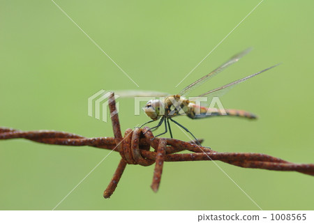 鐵絲網和蜻蜓 1008565