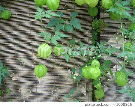 富森克魯茲 1008566