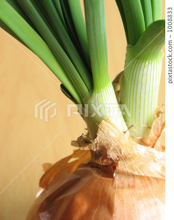 Germination onion 1008833