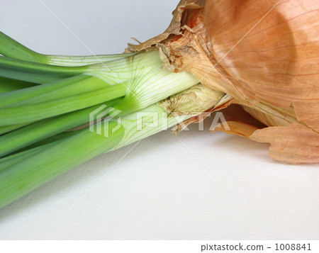Germination onion 1008841
