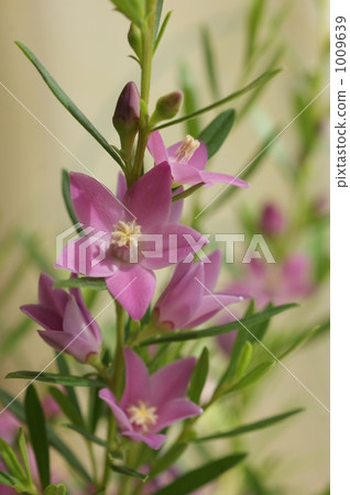 南十字星 1009639