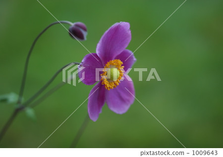 Shiki Iku 1009643