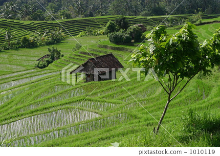 Scenery of paddy fields 1010119