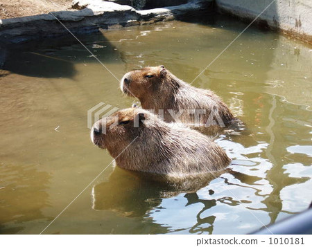 旭山動物園 1010181
