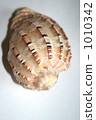 貝殼 單殼軟體動物殼 外殼 1010342