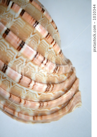 貝殼 單殼軟體動物殼 外殼 1010344