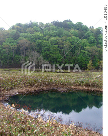 尾瀬ヶ原 濕地 沼澤 1010493