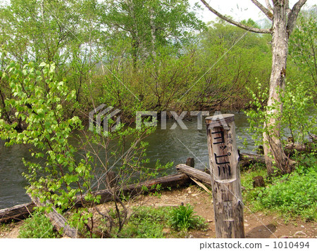 尾瀬ヶ原 尾瀨 初夏 1010494