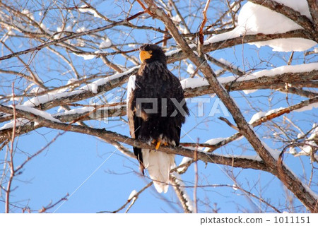 White-tailed eagle 1011151